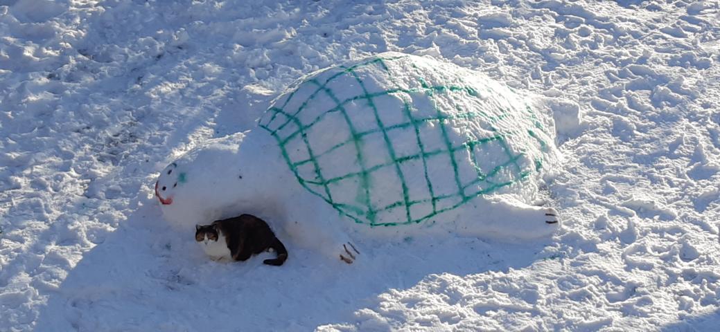 Sehr selten! Die Schneeschildkröte (hier mit Kumpel)